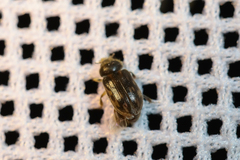 Heterocerus fenestratus
