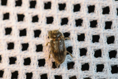 Heterocerus fenestratus