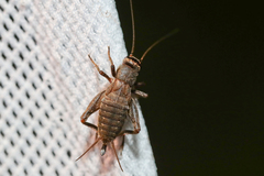 Modicogryllus frontalis