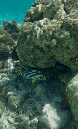 Plectorhinchus vittatus