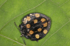 Cyrtonota