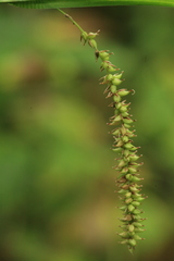 Carex dispalata