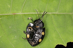 Cyrtonota