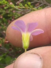 Oxalis imbricata