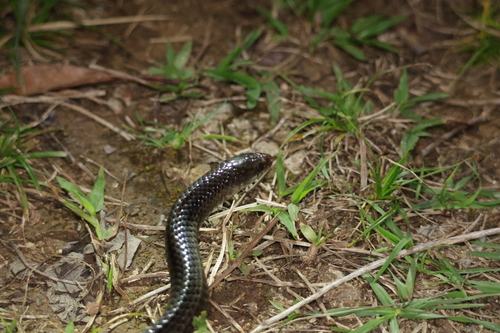 Sakashima green snake