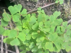 Oxalis imbricata