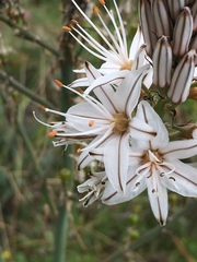 Asphodelus ramosus