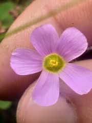 Oxalis imbricata