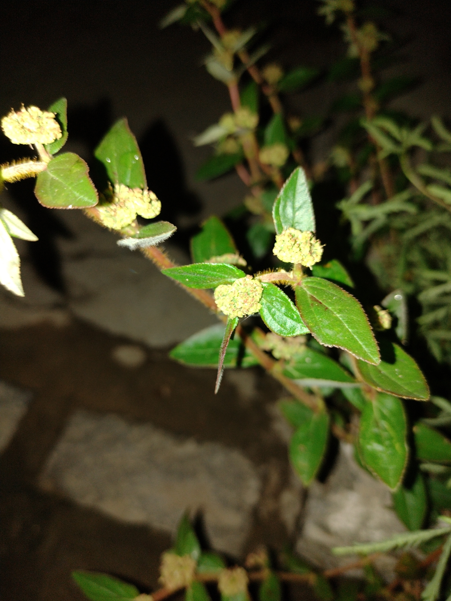 Euphorbia hirta