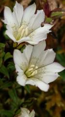 Gentiana flavomaculata