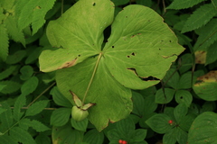 Trillium camschatcense