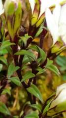 Gentiana flavomaculata
