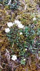 Gentiana flavomaculata
