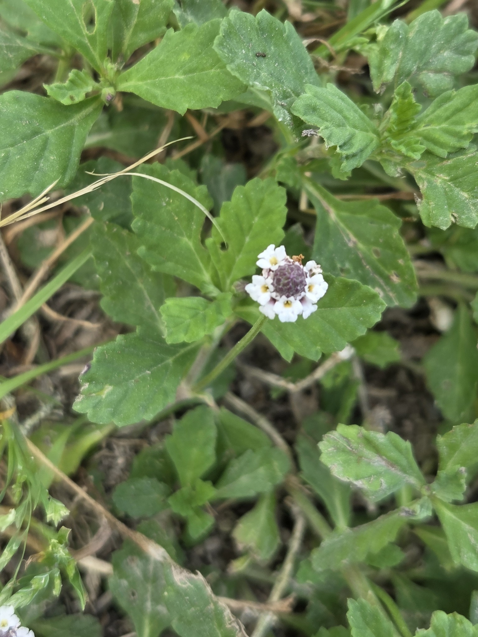 Northern Fogfruit (Phyla lanceolata)