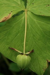 Trillium camschatcense