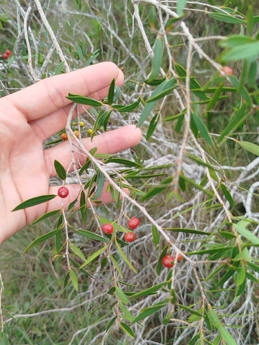 Blepharocalyx (Blepharocalyx salicifolius)