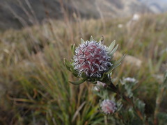 Leucadendron singulare