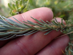 Leucadendron singulare