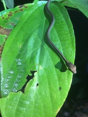 Dendrelaphis formosus