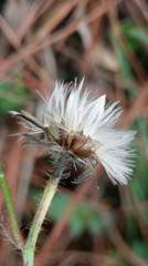 Picris hieracioides morrisonensis