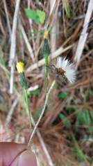 Picris hieracioides morrisonensis