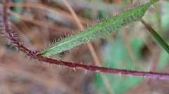 Picris hieracioides morrisonensis