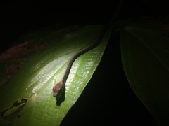 Dendrelaphis formosus