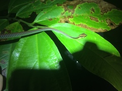 Dendrelaphis formosus