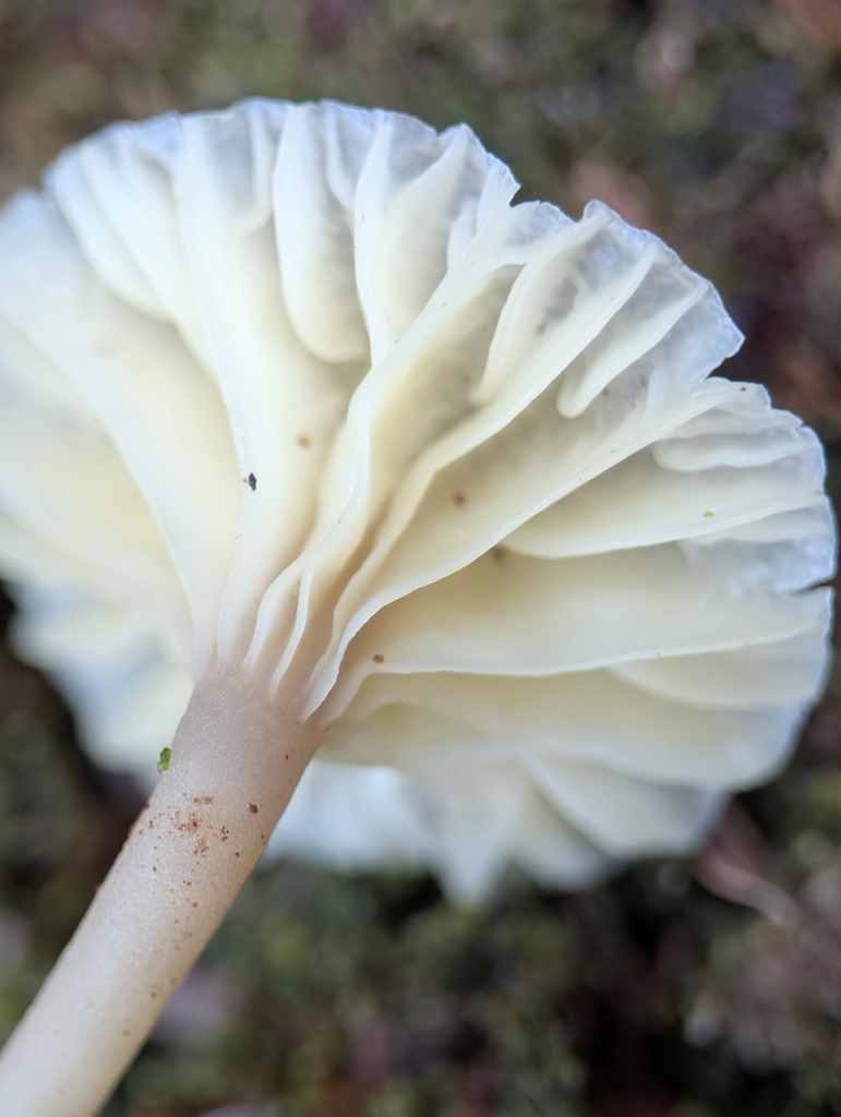 Lichenomphalia ericetorum · April 2026 · photo: © moemeikle (iNaturalist, cc-by)