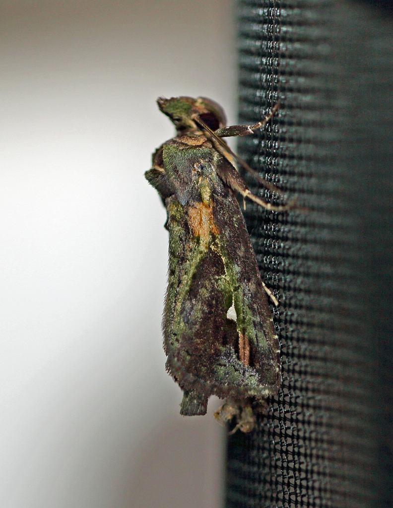 Poresta lanassa