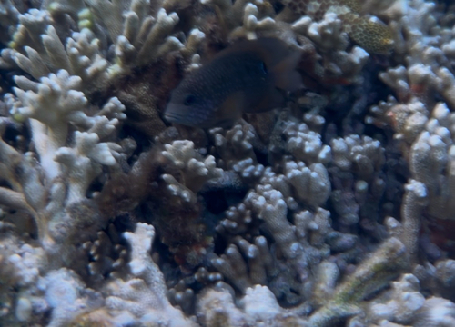 Stegastes punctatus
