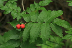 Sorbus commixta