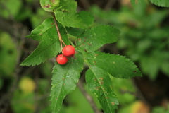 Sorbus commixta
