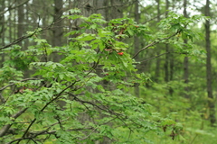 Sorbus commixta