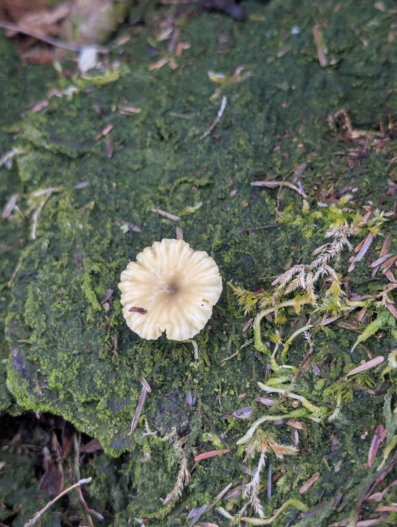 Lichenomphalia ericetorum · April 2026 · photo: © moemeikle (iNaturalist, cc-by)