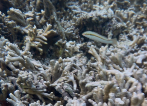 Halichoeres scapularis