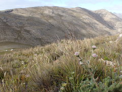Leucadendron singulare