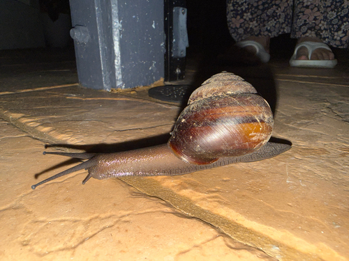 Sphaerospira fraseri