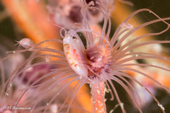 Tubulariidae