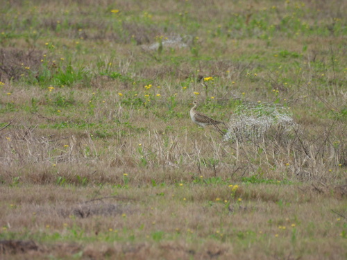 Upland Sandpiper (Bartramia longicauda), photo 6