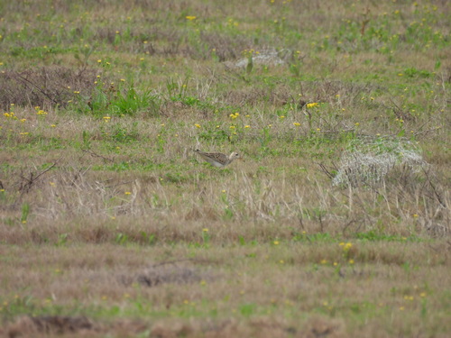 Upland Sandpiper (Bartramia longicauda), photo 5