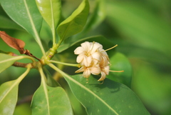 Fagraea fragrans