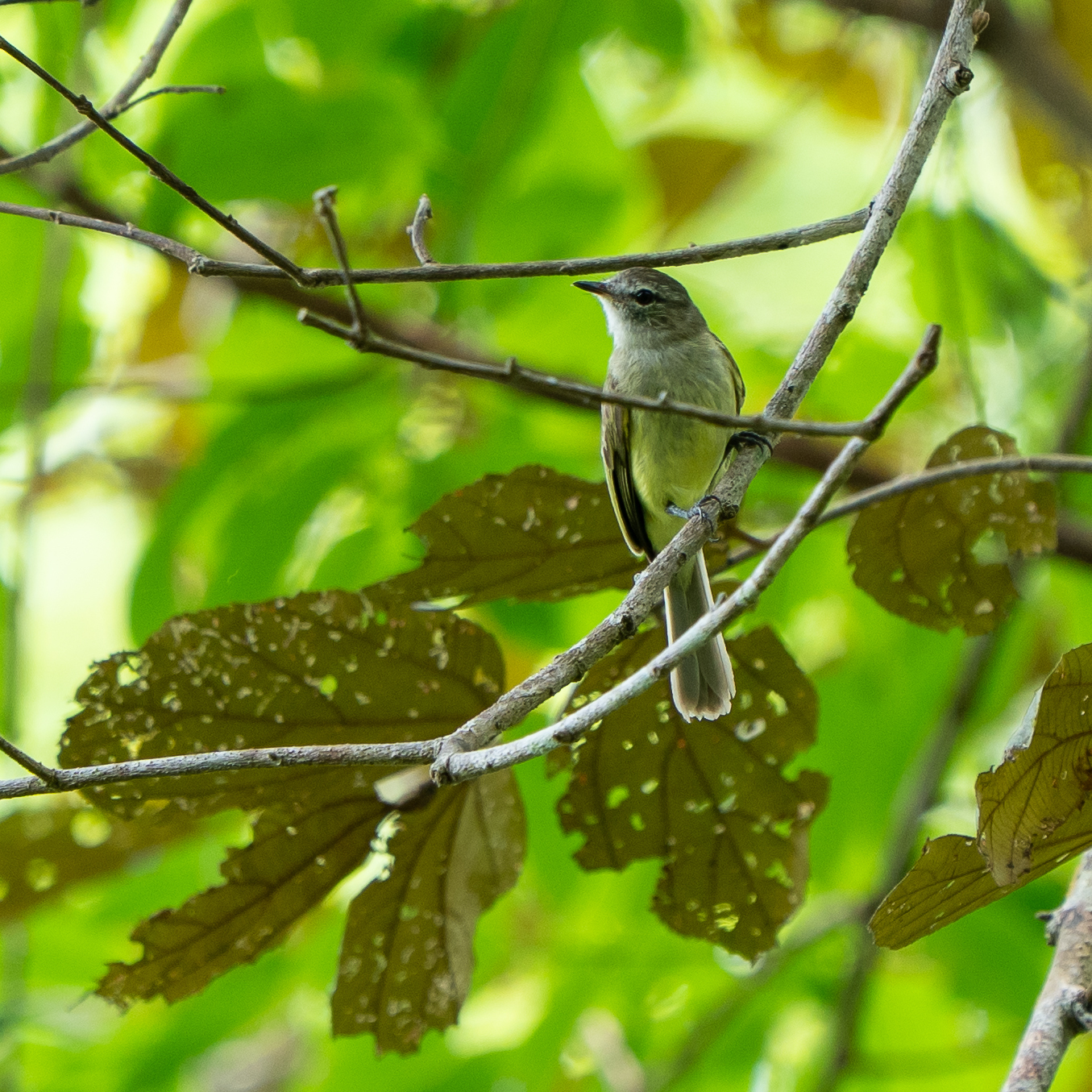 Greenish Elaenia (Myiopagis viridicata), photo 10