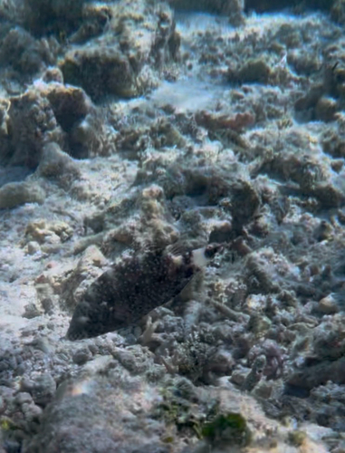 Cheilinus chlorourus