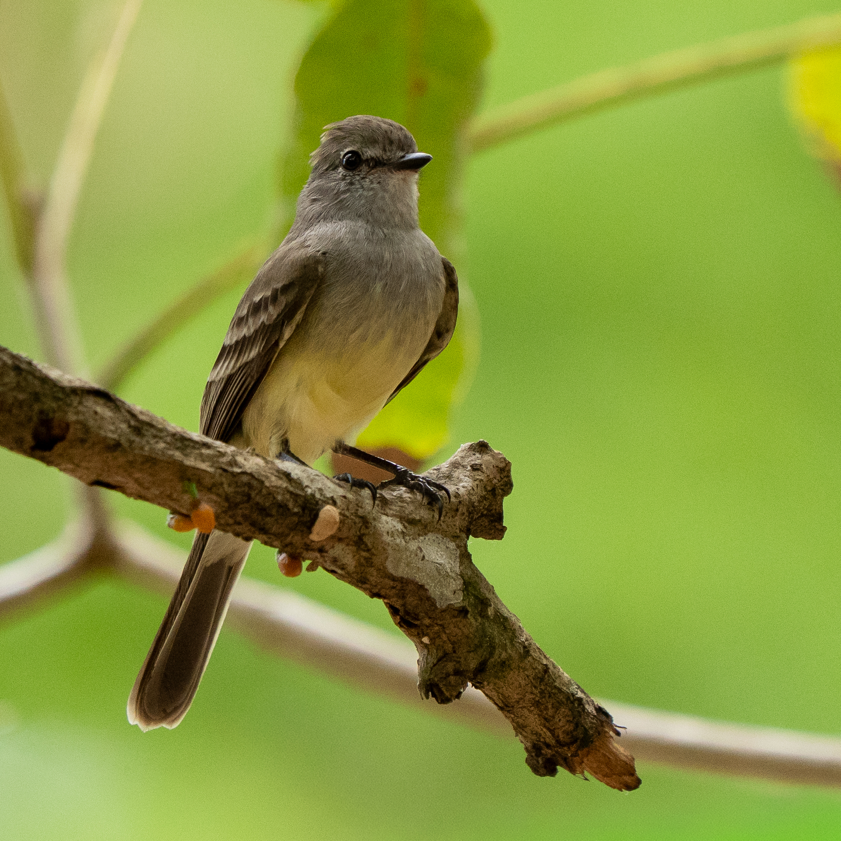 Northern Scrub Flycatcher (Sublegatus arenarum), photo 3