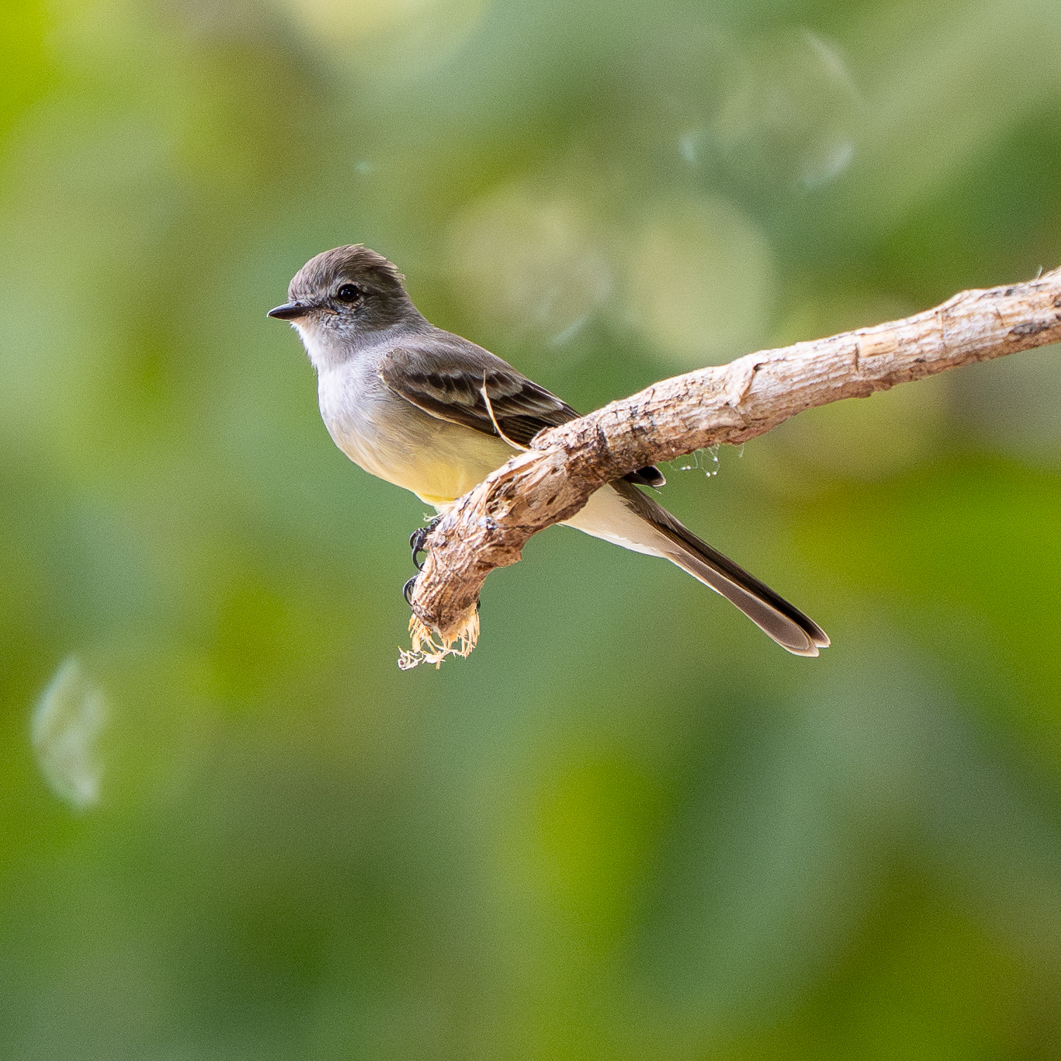 Northern Scrub Flycatcher (Sublegatus arenarum), photo 4