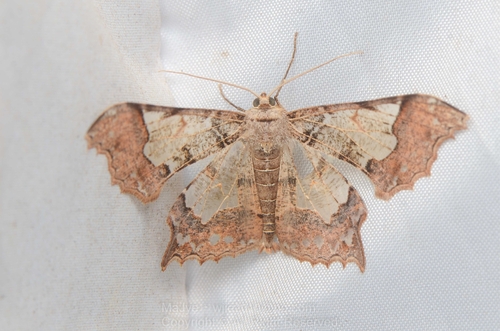 Krananda semihyalina