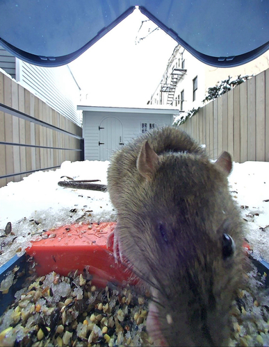 Rat photographed near here on 2026-01-01