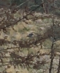 Phoenicurus ochruros gibraltariensis