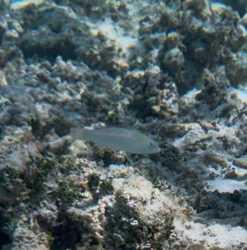 Zigzag Wrasse — seen at this dive site